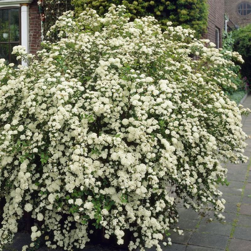 SPIREA HALWARDS SILVER