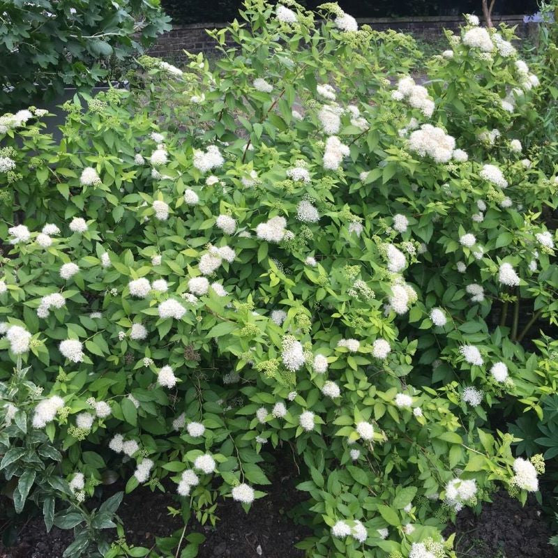 SPIREA WHITE GOLD