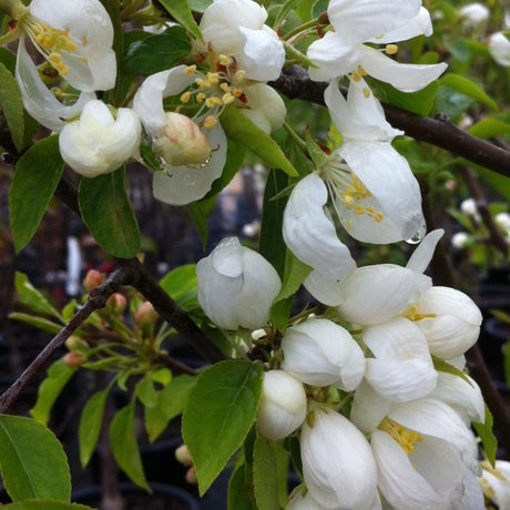 CRABAPPLE SPRING SNOW