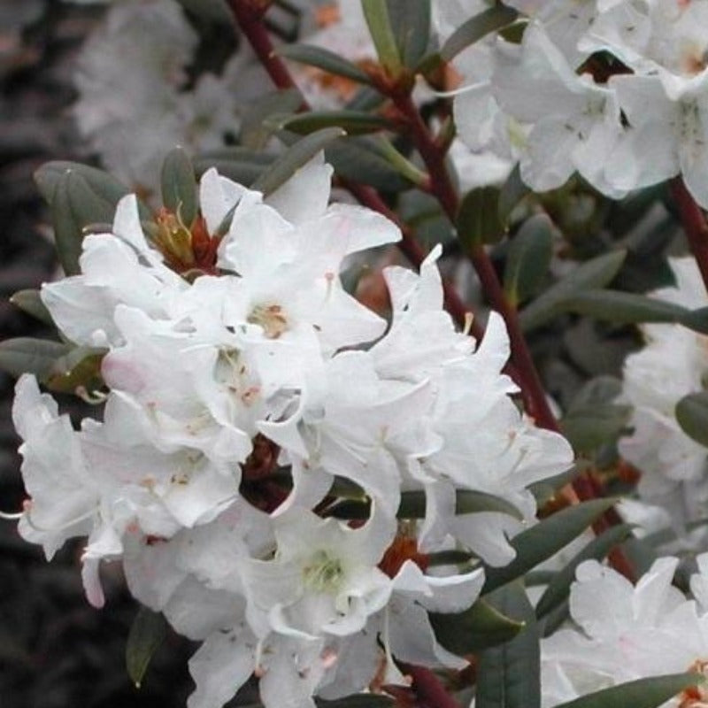 RHODODENDRON SUGAR PUFF