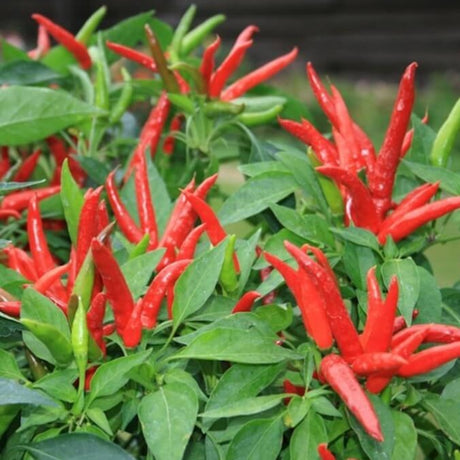 Pepper - Super Chili