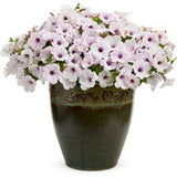 Petunia Supertunia Mini Silver 4.5" pot