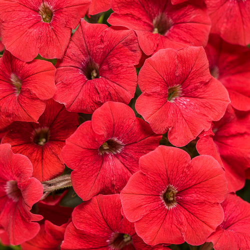 Petunia Supertunia - Really Red