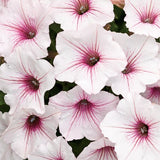 Petunia Supertunia - Vista Silverberry