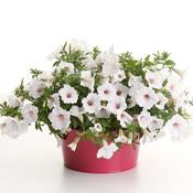 Petunia Supertunia - Vista Silverberry