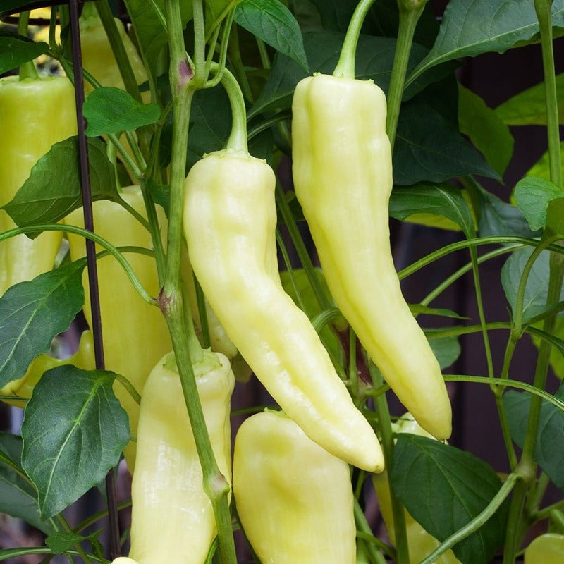 Pepper - Yellow Banana