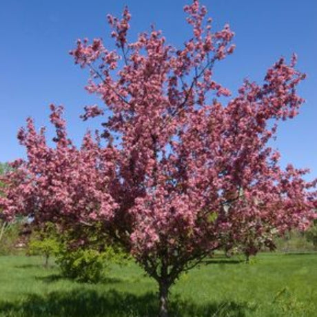 CRABAPPLE THUNDERCHILD