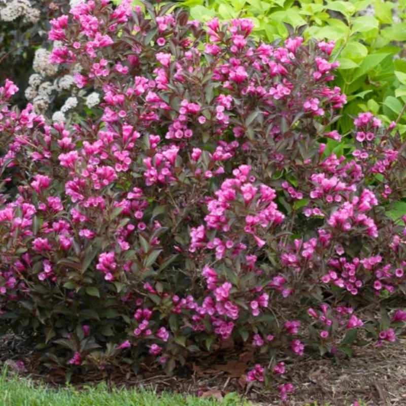 WEIGELA JAVA RED