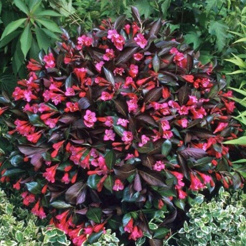 WEIGELA MIDNIGHT WINE