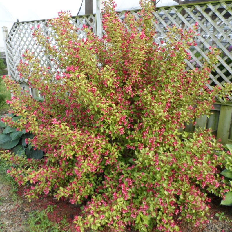 WEIGELA SONIC BLOOM GHOST