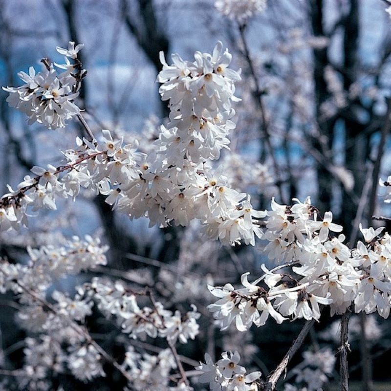 FORSYTHIA WHITE