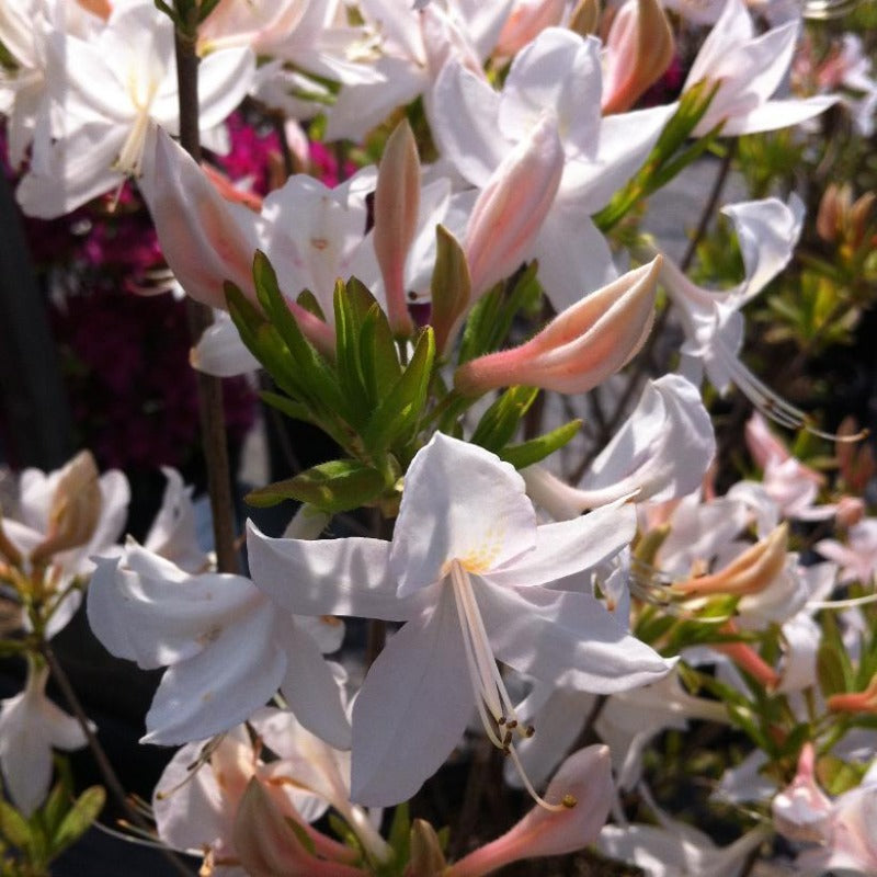 AZALEA WHITE LIGHTS