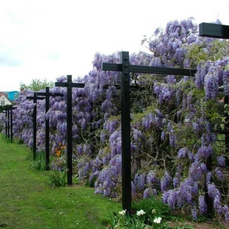 WISTERIA BLUE MOON