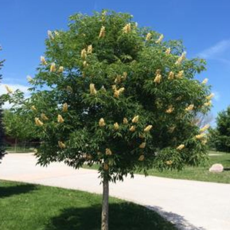 BUCKEYE YELLOW